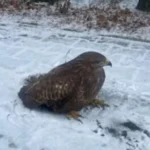 Uratowanie_Myszełówa_Legnica_Preview